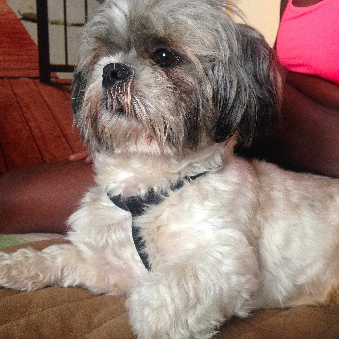 Milka a rejoint le concours — aidez-le/la à gagner de superbes lots ! adult, affenpinscher, animal, architecture, building, canine, couch, cushion, dog, female, furniture, homedecor, indoors, livingroom, person, pet, poodle, puppy, terrier, woman