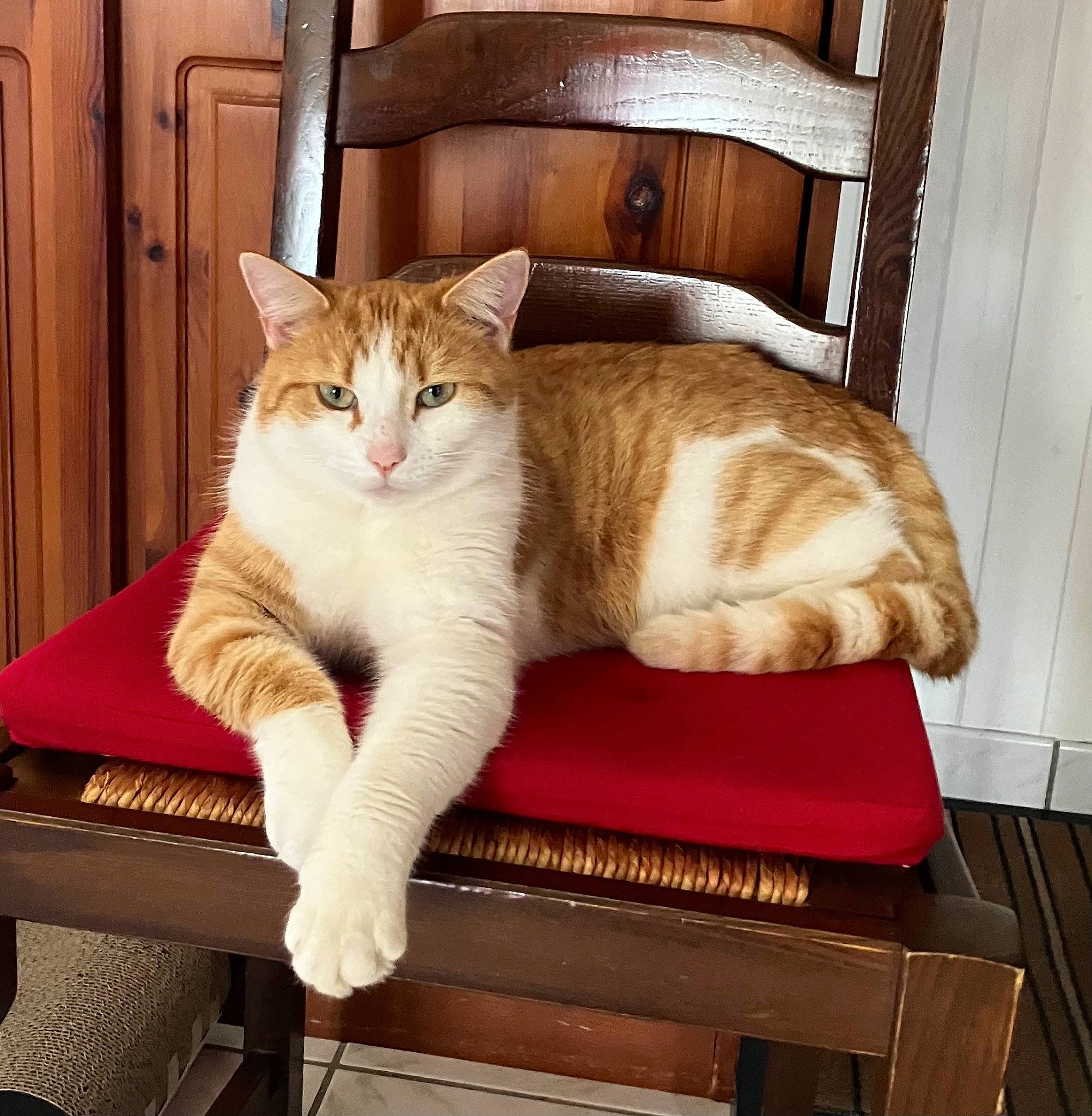 Loly a rejoint le concours — aidez-le/la à gagner de superbes lots ! carnivore, cat, cat_supply, comfort, domestic_short_haired_cat, door, fawn, felidae, fur, furniture, hardwood, lap, pet_supply, rectangle, sitting, small_to_medium_sized_cats, tail, whiskers, window, wood