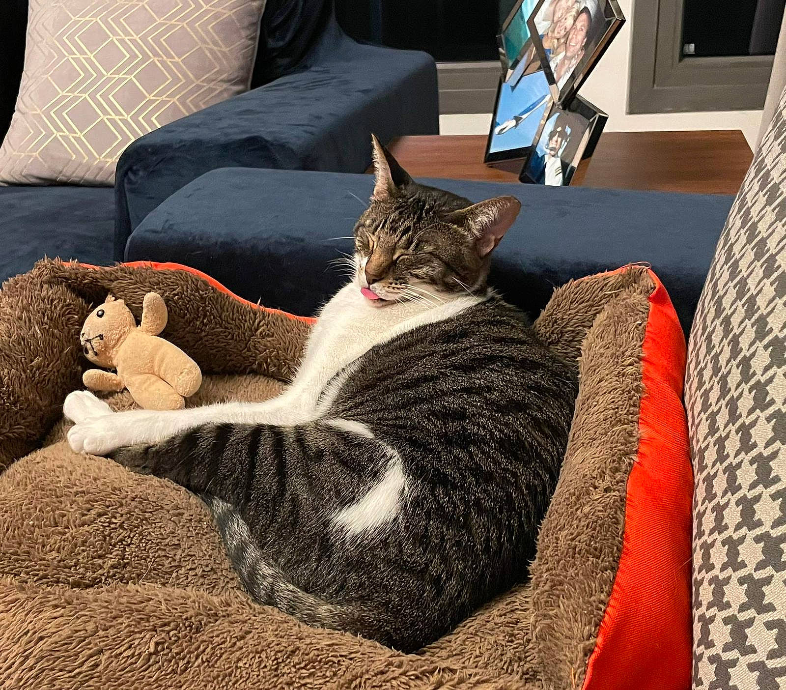 Belle is registered to the contest to win money with this photo: bedding, carnivore, cat, comfort, couch, domestic_short_haired_cat, felidae, flooring, fur, grey, house, interior_design, linens, living_room, picture_frame, small_to_medium_sized_cats, tail, textile, whiskers, wood