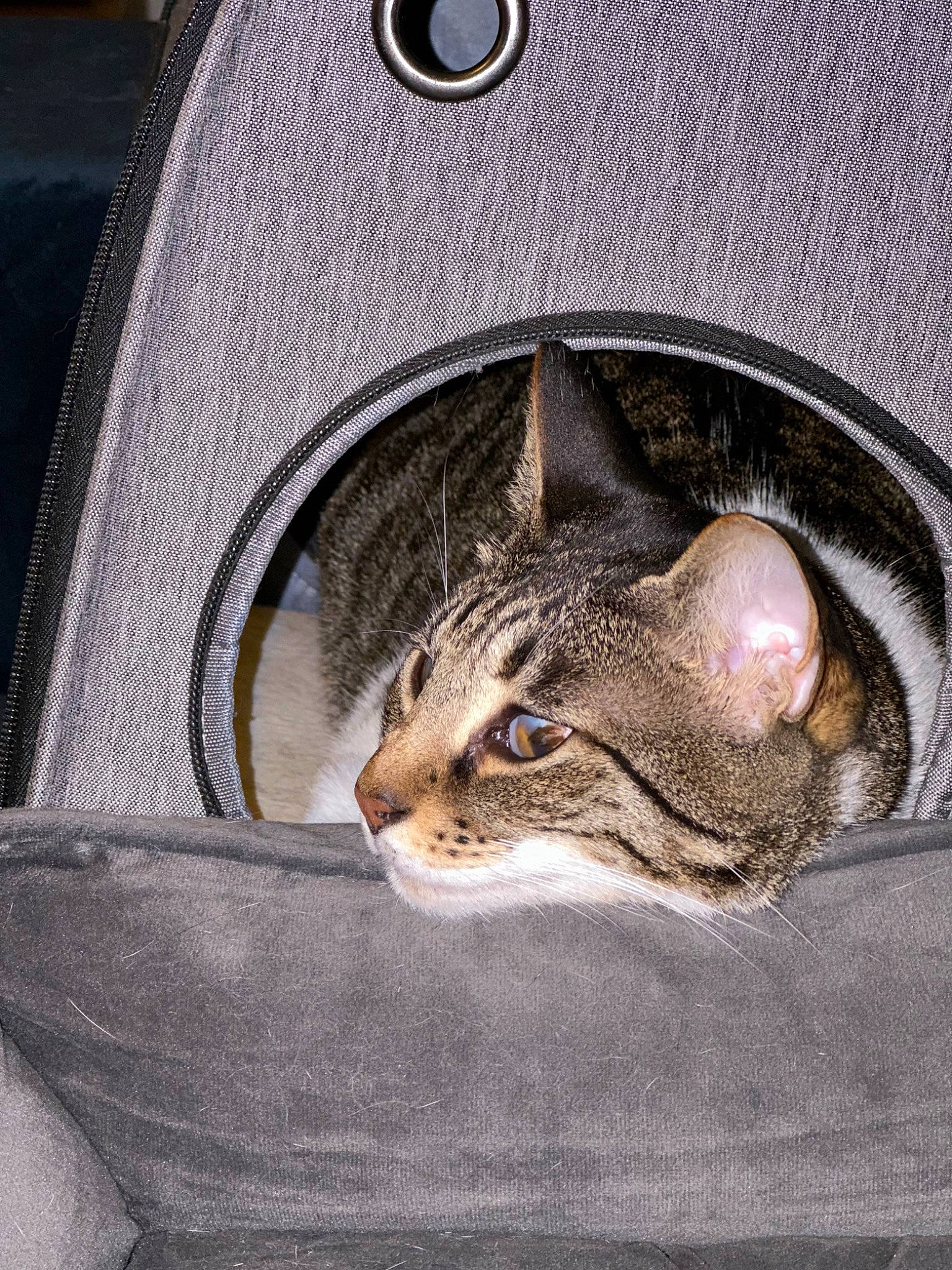 Belle joined the competition — help win amazing prizes! carnivore, cat, cat_supply, comfort, domestic_short_haired_cat, fashion_accessory, felidae, fur, grey, paw, small_to_medium_sized_cats, snout, whiskers