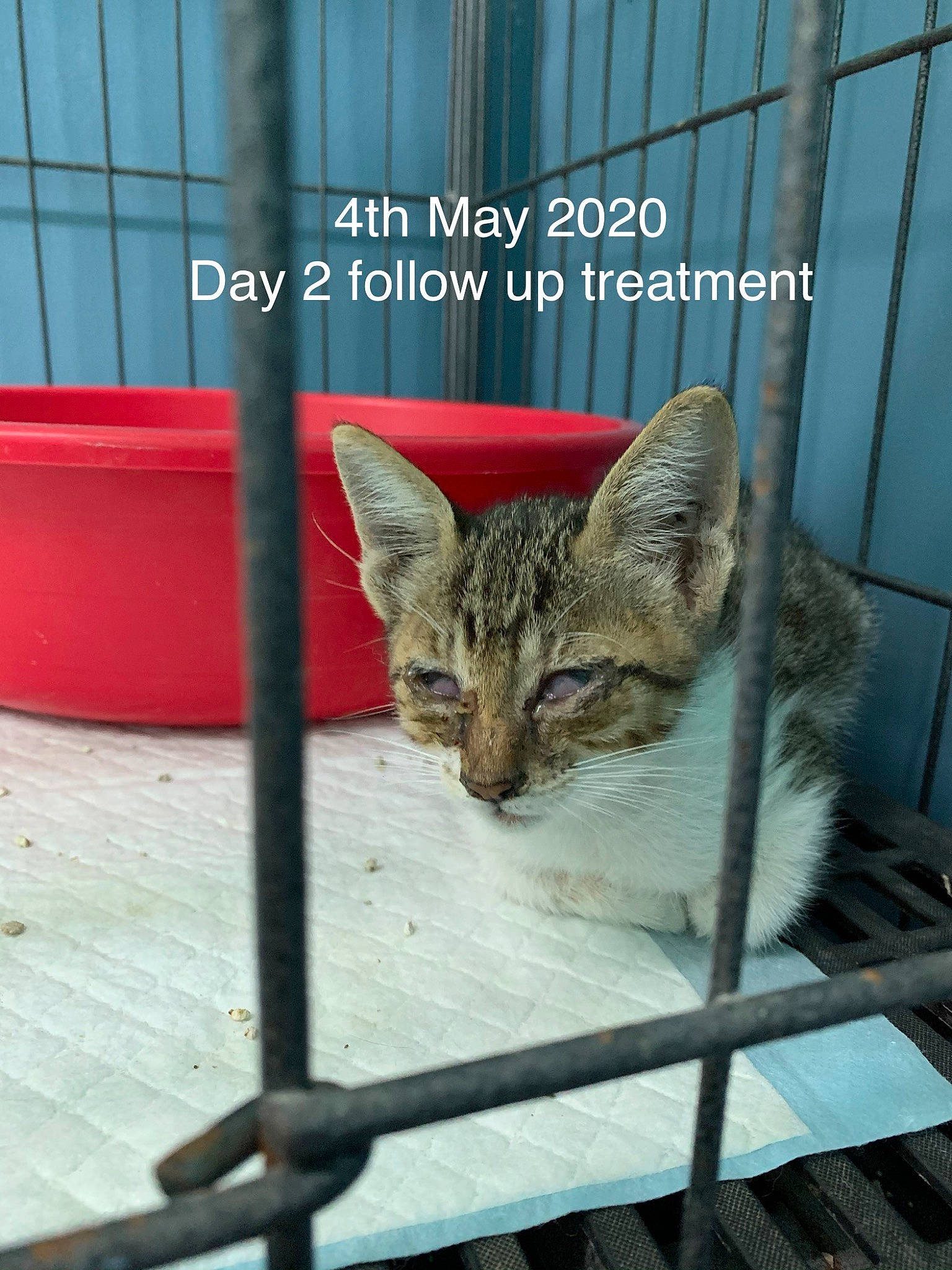 Belle is registered to the contest to win money with this photo: animal_shelter, carnivore, cat, cat_supply, domestic_short_haired_cat, fawn, felidae, fence, fur, grass, metal, pet_supply, small_to_medium_sized_cats, snout, tail, terrestrial_animal, whiskers, wildlife, window, wood