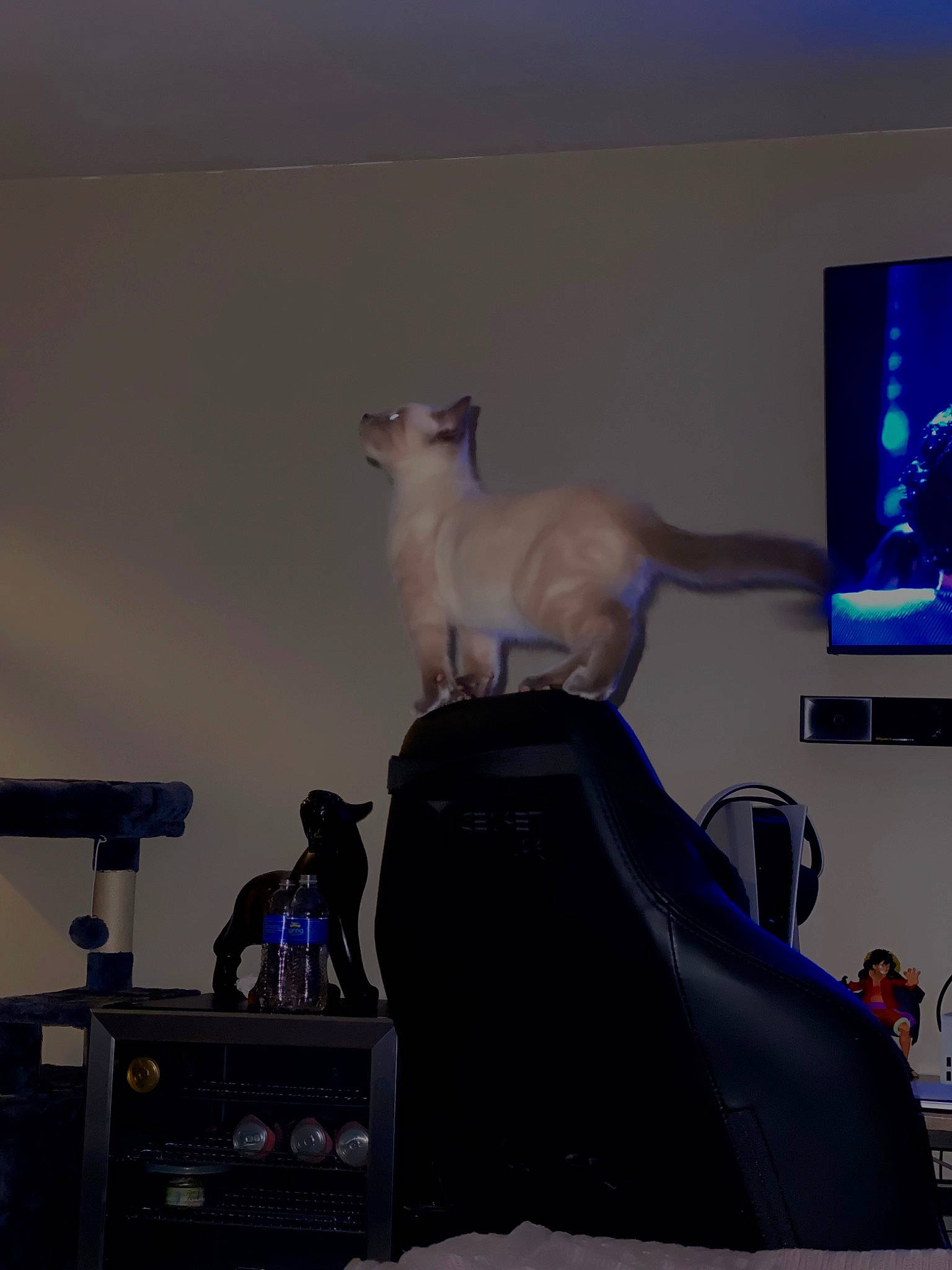 Momo joined the competition — help win amazing prizes! art, blue, carnivore, cat, display_device, entertainment, event, felidae, fur, led_backlit_lcd_display, metal, musical_instrument, room, small_to_medium_sized_cats, tail, television, whiskers