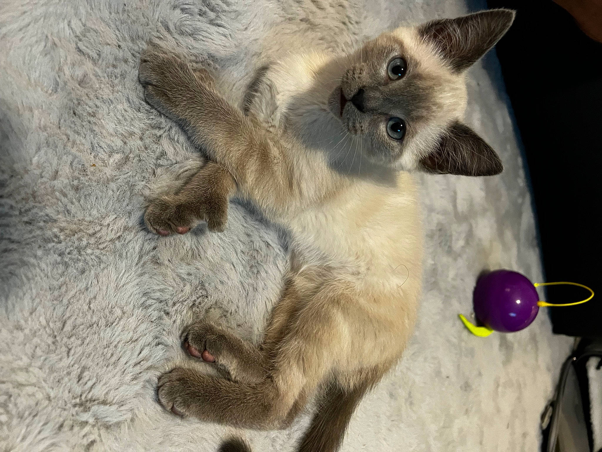 Momo joined the competition — help win amazing prizes! balinese, carnivore, cat, cat_toy, claw, domestic_short_haired_cat, fawn, felidae, fur, paw, photo_caption, siamese, small_to_medium_sized_cats, snout, tail, terrestrial_animal, thai, whiskers, wildlife