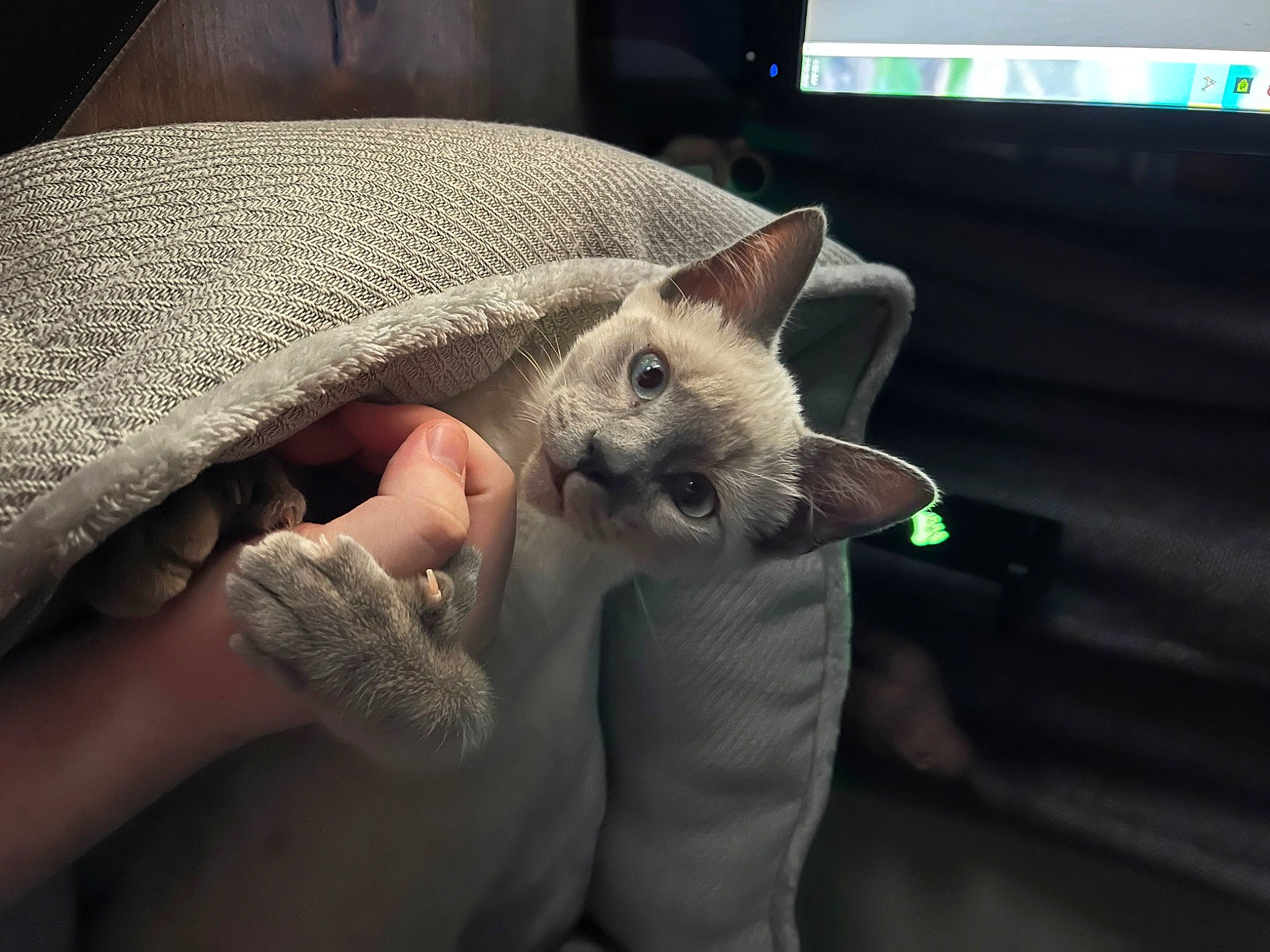 Momo joined the competition — help win amazing prizes! carnivore, cat, claw, comfort, computer_keyboard, display_device, domestic_short_haired_cat, fawn, felidae, finger, fur, lap, linens, nail, nap, paw, small_to_medium_sized_cats, snout, tail, whiskers