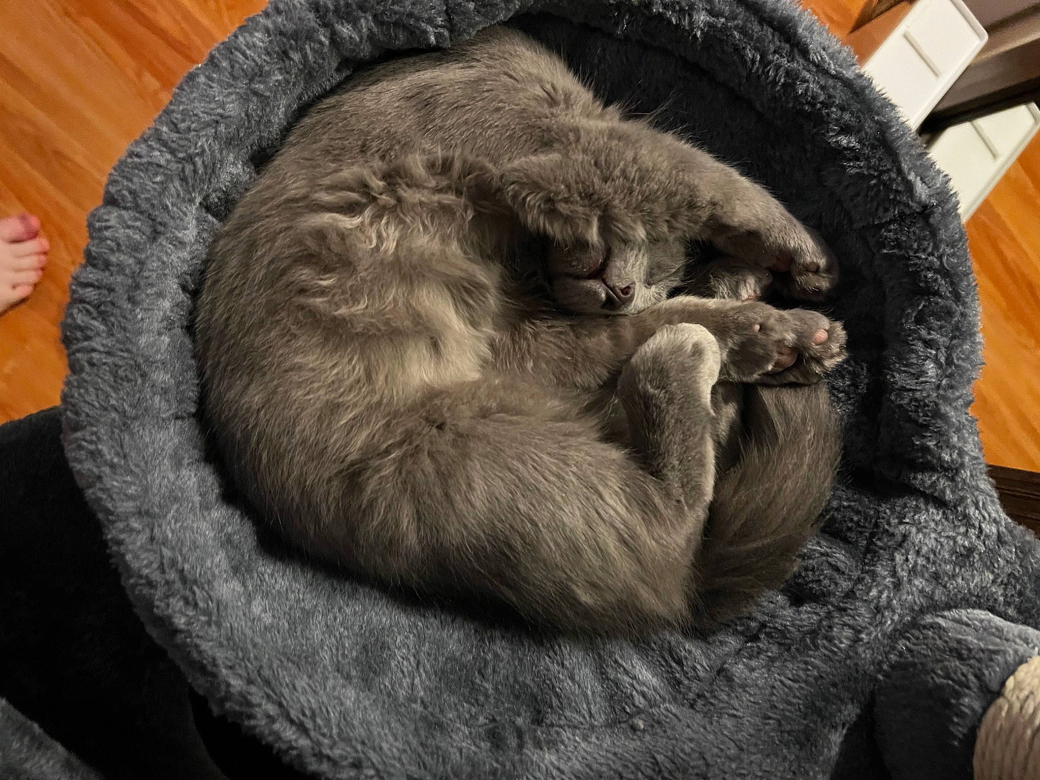 Bombay joined the competition — help win amazing prizes! bored, carnivore, cat, claw, comfort, dog_breed, felidae, fur, grey, monochrome, nap, natural_material, sleep, small_to_medium_sized_cats, snout, sporting_group, tail, terrestrial_animal, whiskers, wrinkle