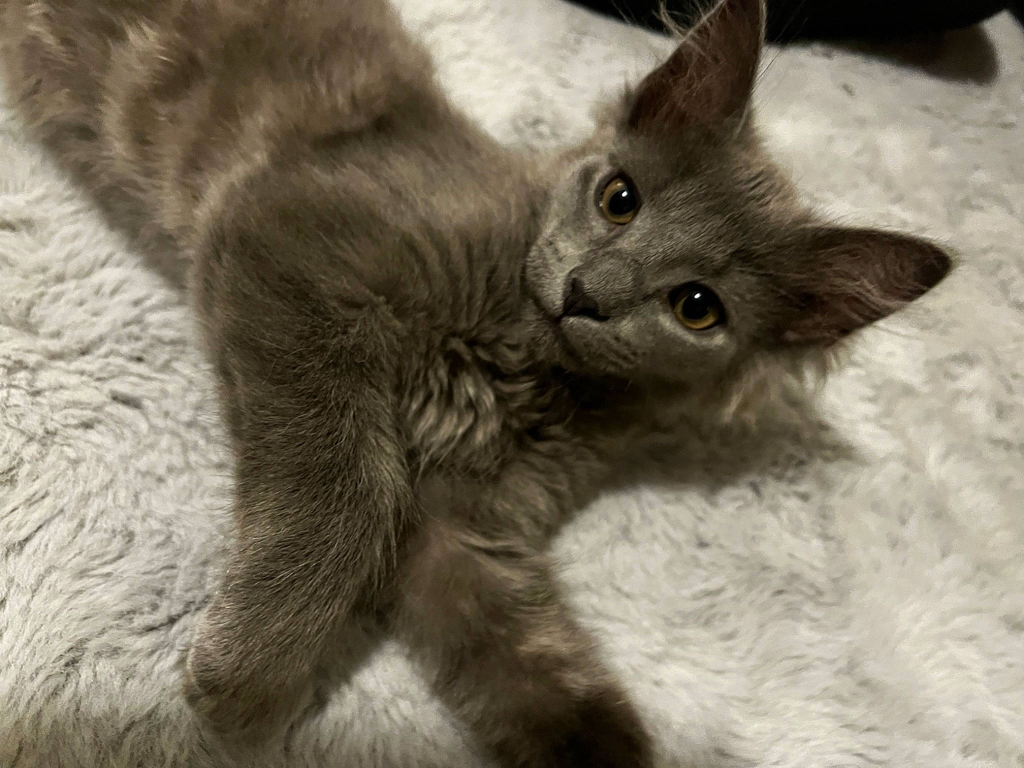 Bombay is registered to the contest to win money with this photo: carnivore, cat, claw, domestic_short_haired_cat, ear, felidae, fur, grey, monochrome, monochrome_photography, paw, small_to_medium_sized_cats, snout, tail, terrestrial_animal, whiskers