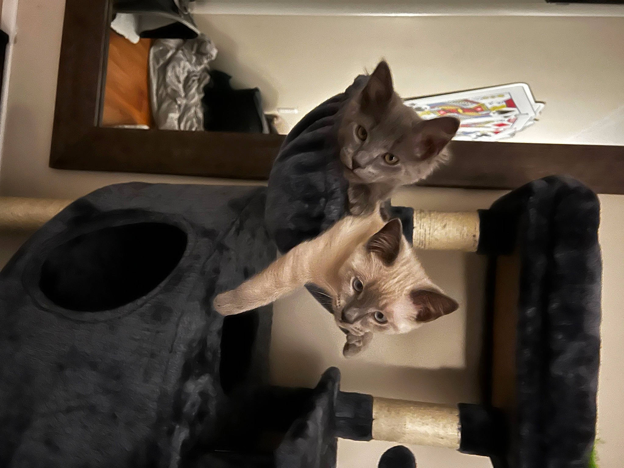 Bombay joined the competition — help win amazing prizes! canidae, carnivore, cat, cat_supply, domestic_short_haired_cat, felidae, fur, metal, picture_frame, room, shelf, small_to_medium_sized_cats, tail, whiskers, wood