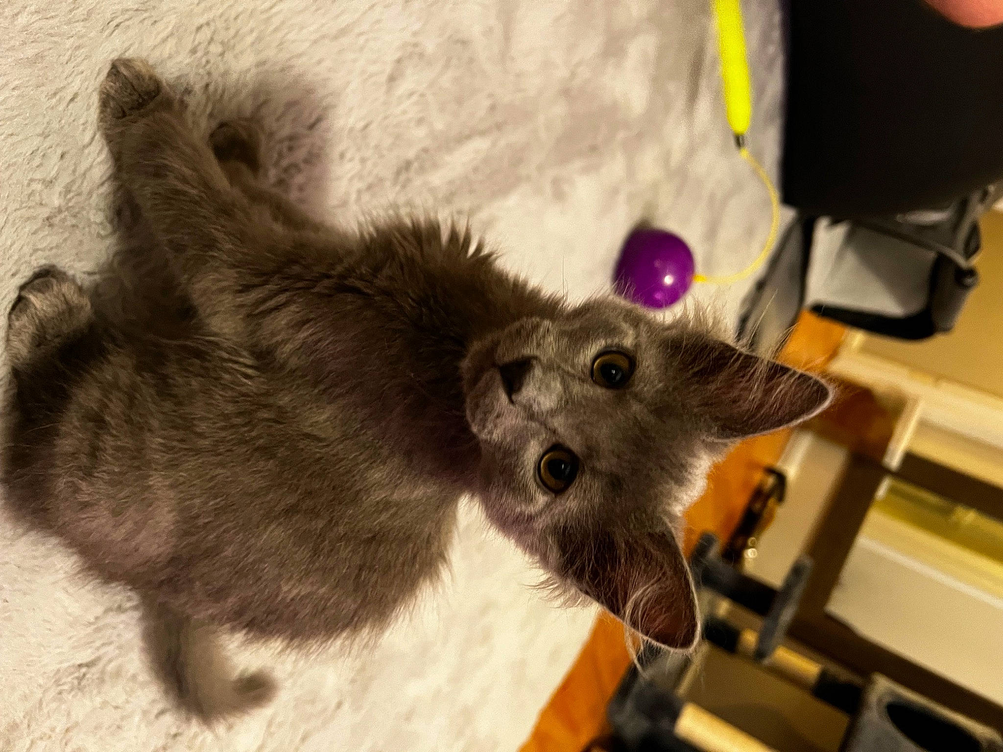 Bombay is registered to the contest to win money with this photo: canidae, carnivore, cat, cat_toy, claw, dog_breed, domestic_short_haired_cat, fawn, felidae, fur, marsupial, paw, small_to_medium_sized_cats, snout, tail, terrestrial_animal, whiskers