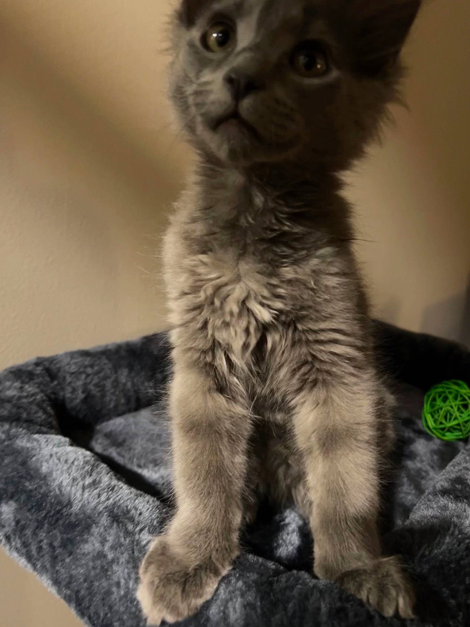 Bombay is registered to the contest to win money with this photo: carnivore, cat, claw, domestic_short_haired_cat, ear, eye, fawn, felidae, fur, grey, monochrome_photography, paw, rex_cat, small_to_medium_sized_cats, snout, tail, terrestrial_animal, whiskers