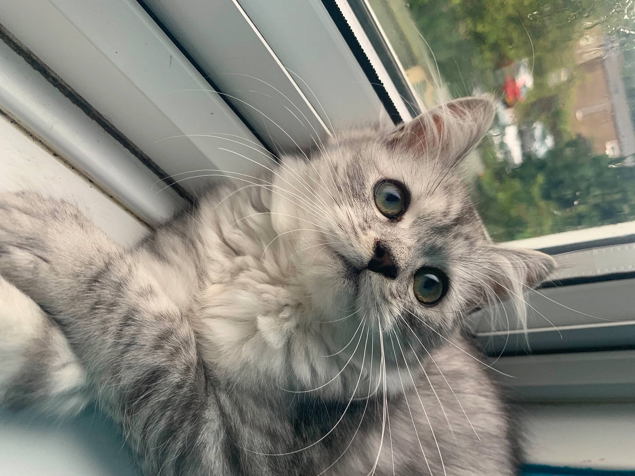 Toby joined the competition — help win amazing prizes! carnivore, cat, claw, comfort, domestic_short_haired_cat, fawn, felidae, fur, paw, plant, small_to_medium_sized_cats, snout, tail, whiskers, window, windshield