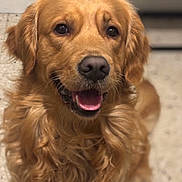 Spyke a rejoint le concours — aidez-le/la à gagner de superbes lots ! dog, golden_retriever, pet, animal, indoor, smiling, fur, canine, mammal, friendly, portrait, young, cute, face, tongue, happy, domestic_animal, companion, closeup, sitting