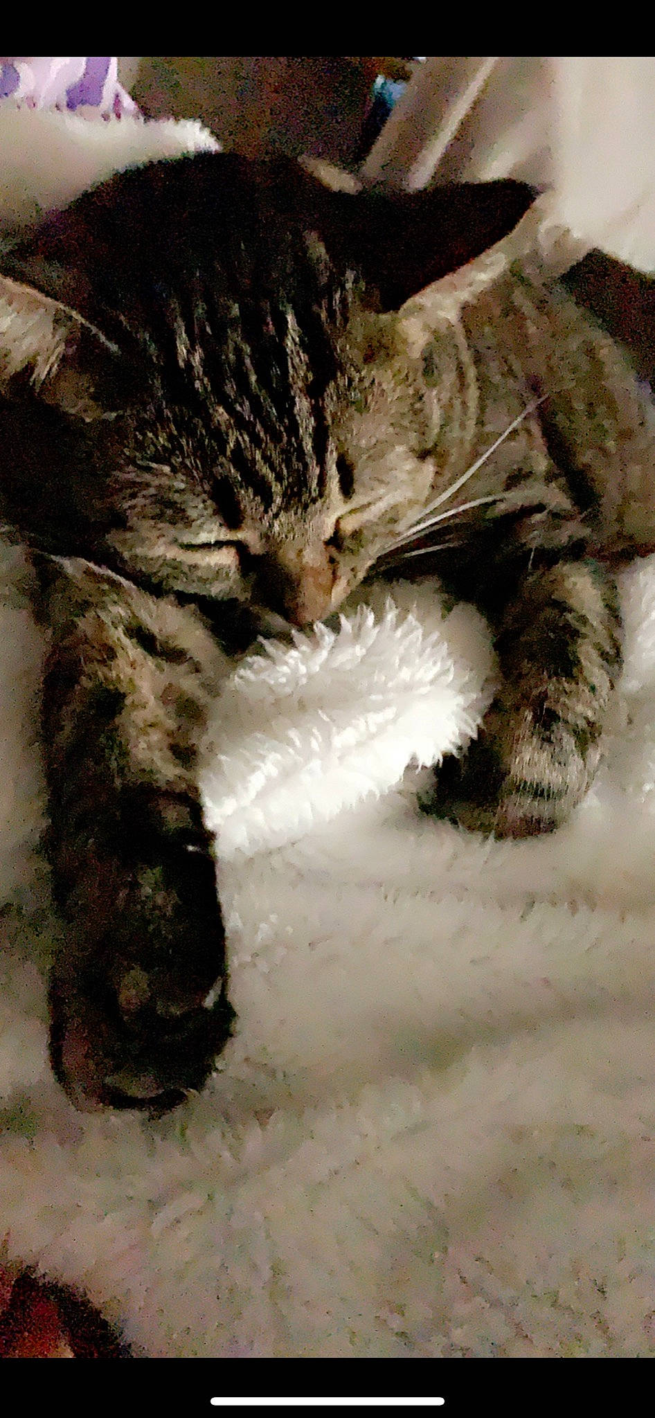 Ditto is registered to the contest to win money with this photo: american_curl, american_shorthair, carnivore, cat, claw, domestic_short_haired_cat, dragon_li, european_shorthair, felidae, fur, kitten, paw, pixie_bob, polydactyl_cat, small_to_medium_sized_cats, snout, tabby_cat, tail, whiskers, wild_cat