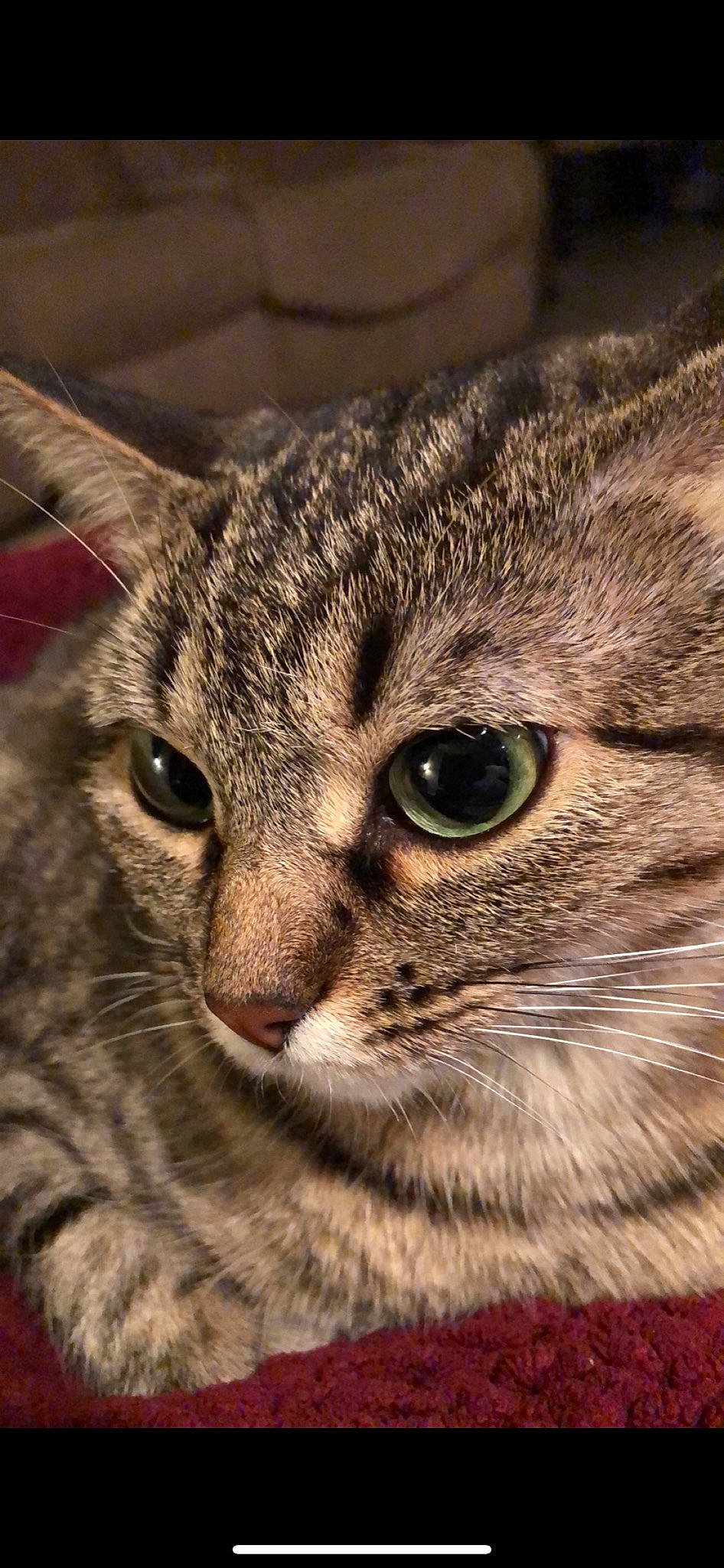 Ditto is registered to the contest to win money with this photo: asian, australian_mist, california_spangled, carnivore, cat, close_up, domestic_short_haired_cat, dragon_li, european_shorthair, eye, felidae, mammal, ocicat, pixie_bob, small_to_medium_sized_cats, snout, tabby_cat, vertebrate, whiskers, wild_cat