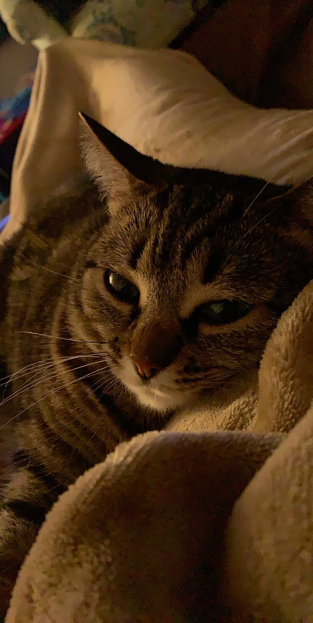 Ditto joined the competition — help win amazing prizes! american_shorthair, american_wirehair, asian, australian_mist, california_spangled, carnivore, cat, domestic_short_haired_cat, dragon_li, european_shorthair, felidae, fur, kitten, mammal, small_to_medium_sized_cats, snout, tabby_cat, whiskers