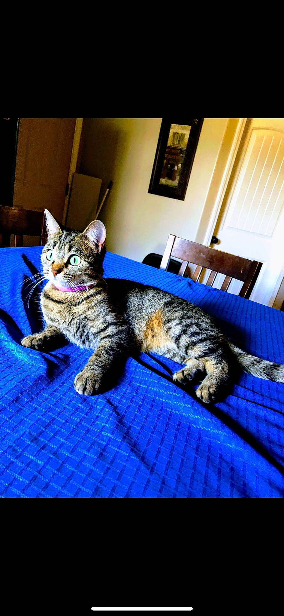 Ditto joined the competition — help win amazing prizes! american_shorthair, asian, california_spangled, carnivore, cat, domestic_short_haired_cat, dragon_li, egyptian_mau, european_shorthair, felidae, kitten, mammal, ocicat, pixie_bob, small_to_medium_sized_cats, snapshot, tabby_cat, toyger, whiskers, wild_cat