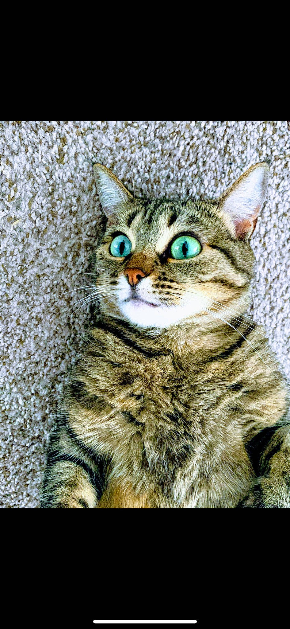 Ditto is registered to the contest to win money with this photo: american_shorthair, american_wirehair, asian, australian_mist, california_spangled, carnivore, cat, domestic_short_haired_cat, dragon_li, european_shorthair, felidae, mammal, ocicat, pixie_bob, small_to_medium_sized_cats, snout, tabby_cat, vertebrate, whiskers, wild_cat