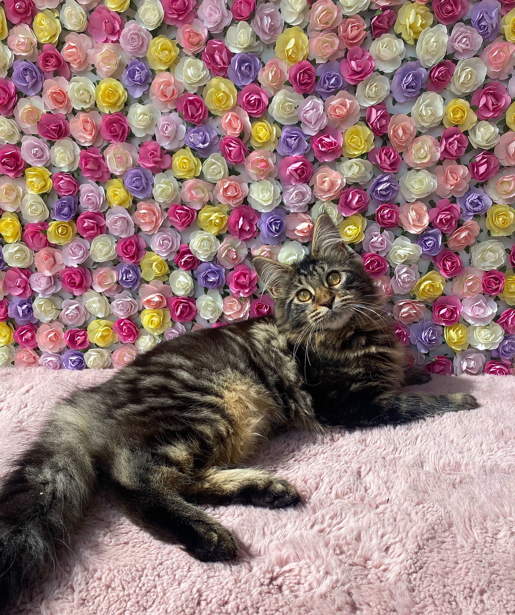 Ulya a rejoint le concours — aidez-le/la à gagner de superbes lots ! art, carnivore, cat, claw, comfort, domestic_short_haired_cat, felidae, flooring, fur, grey, groundcover, magenta, pattern, paw, plant, small_to_medium_sized_cats, soil, tail, terrestrial_animal, whiskers