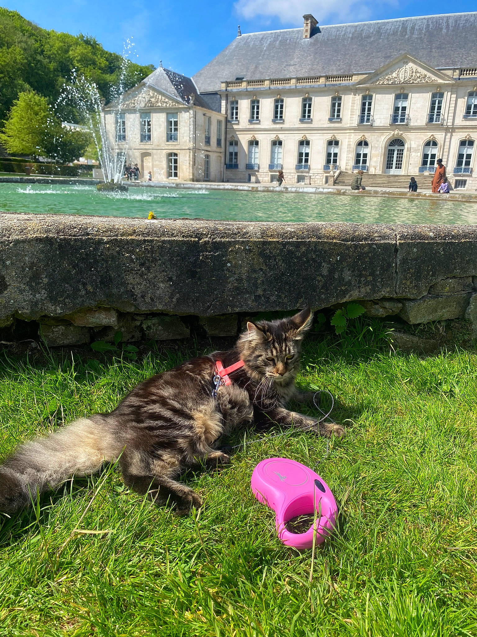 Ulya a rejoint le concours — aidez-le/la à gagner de superbes lots ! building, canidae, carnivore, cloud, companion_dog, dog, dog_breed, felidae, grass, house, landscape, lawn, leisure, plant, sky, sporting_group, tail, toy, tree, window