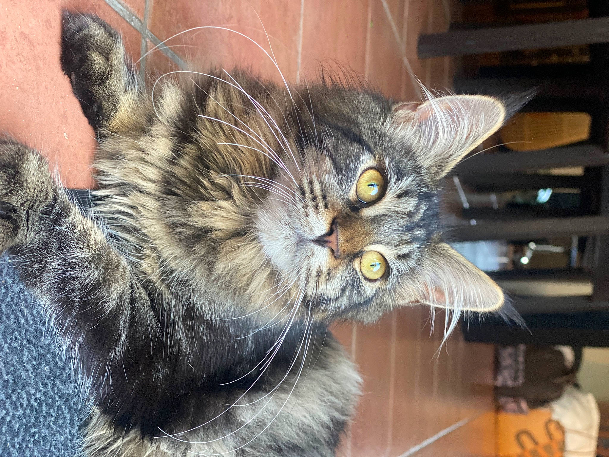 Ulya a rejoint le concours — aidez-le/la à gagner de superbes lots ! carnivore, cat, claw, domestic_short_haired_cat, felidae, fur, paw, small_to_medium_sized_cats, snout, tail, terrestrial_animal, whiskers, window