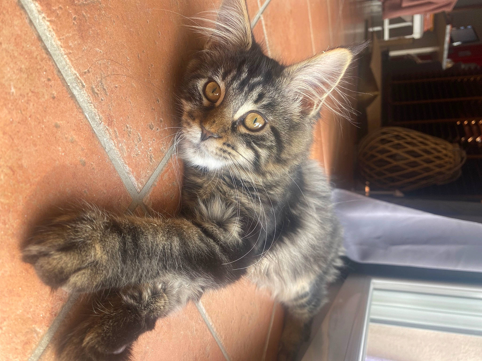 Ulya a rejoint le concours — aidez-le/la à gagner de superbes lots ! carnivore, cat, claw, domestic_short_haired_cat, felidae, fur, paw, small_to_medium_sized_cats, snout, tail, terrestrial_animal, whiskers, window