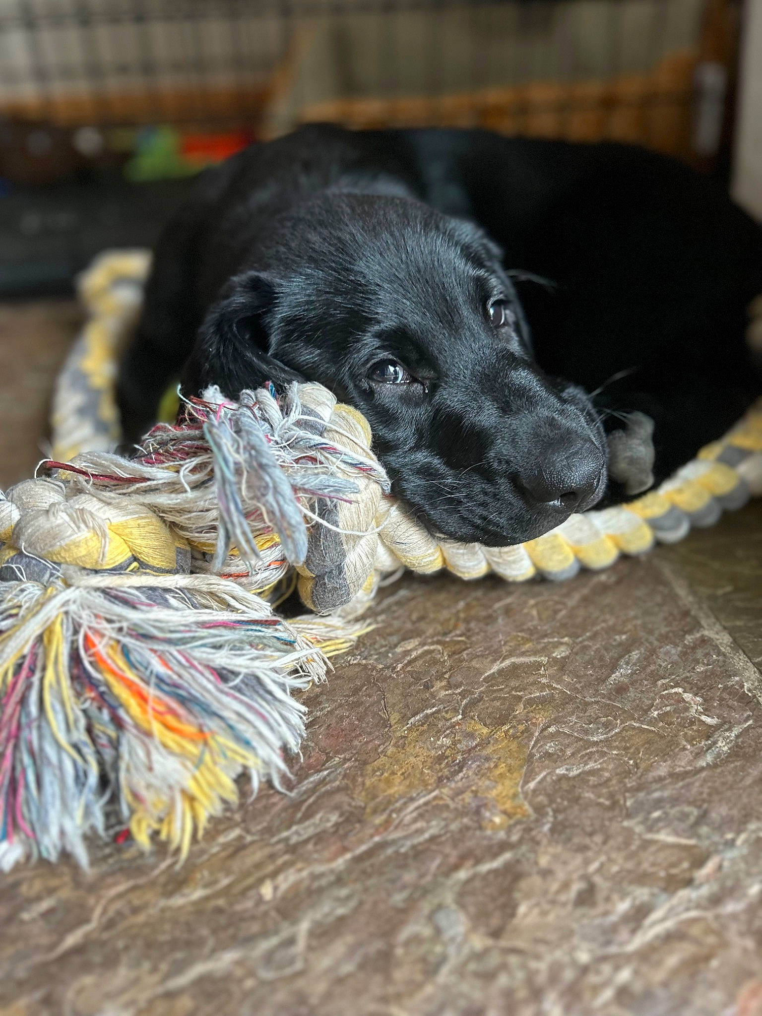 Otto joined the competition — help win amazing prizes! borador, canidae, carnivore, claw, collar, companion_dog, dog, dog_breed, dog_collar, dog_supply, fur, gun_dog, leash, paw, pet_supply, snout, sporting_group, tail, terrestrial_animal, working_animal