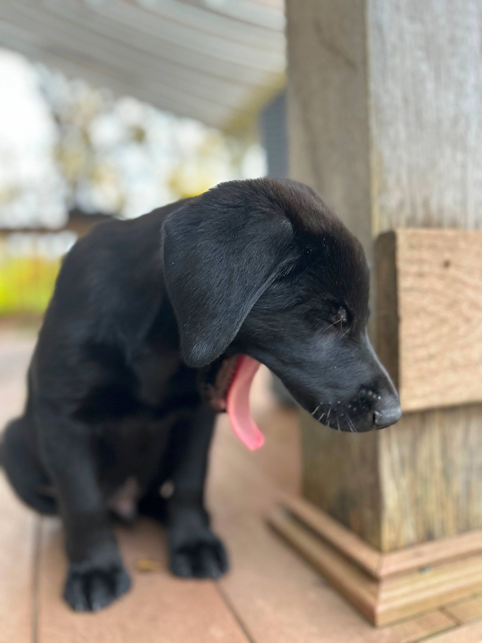 Otto joined the competition — help win amazing prizes! borador, canidae, carnivore, companion_dog, dog, dog_breed, dog_collar, dog_supply, fur, gun_dog, liver, pet_supply, retriever, snout, sporting_group, terrestrial_animal, working_animal