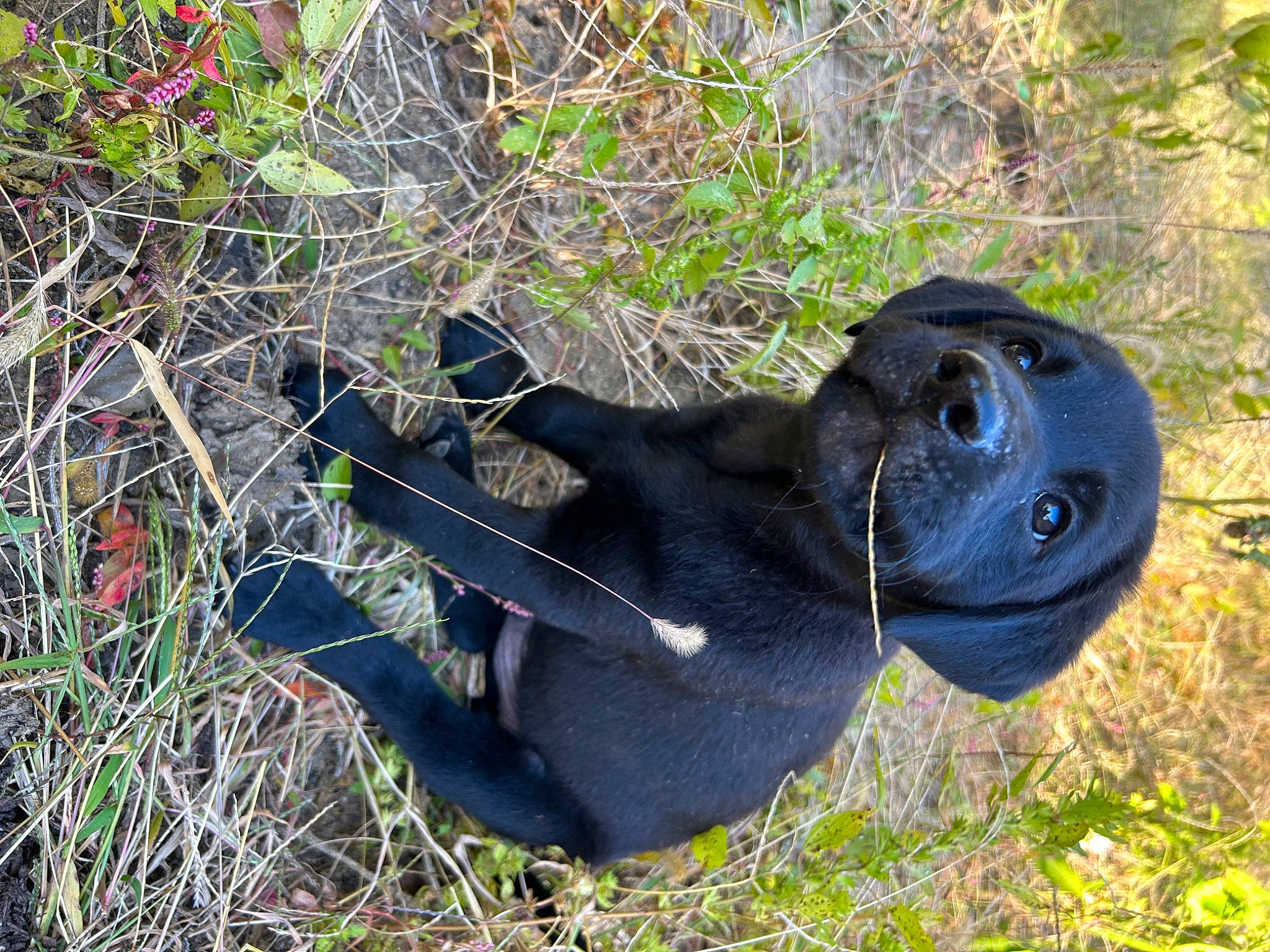 Otto joined the competition — help win amazing prizes! adventure, canidae, dog_breed, electric_blue, glove, grass, hat, helmet, personal_protective_equipment, plant, recreation, sculpture, shrubland, snout, soil, sporting_group, terrestrial_animal, tree, wildlife, working_animal