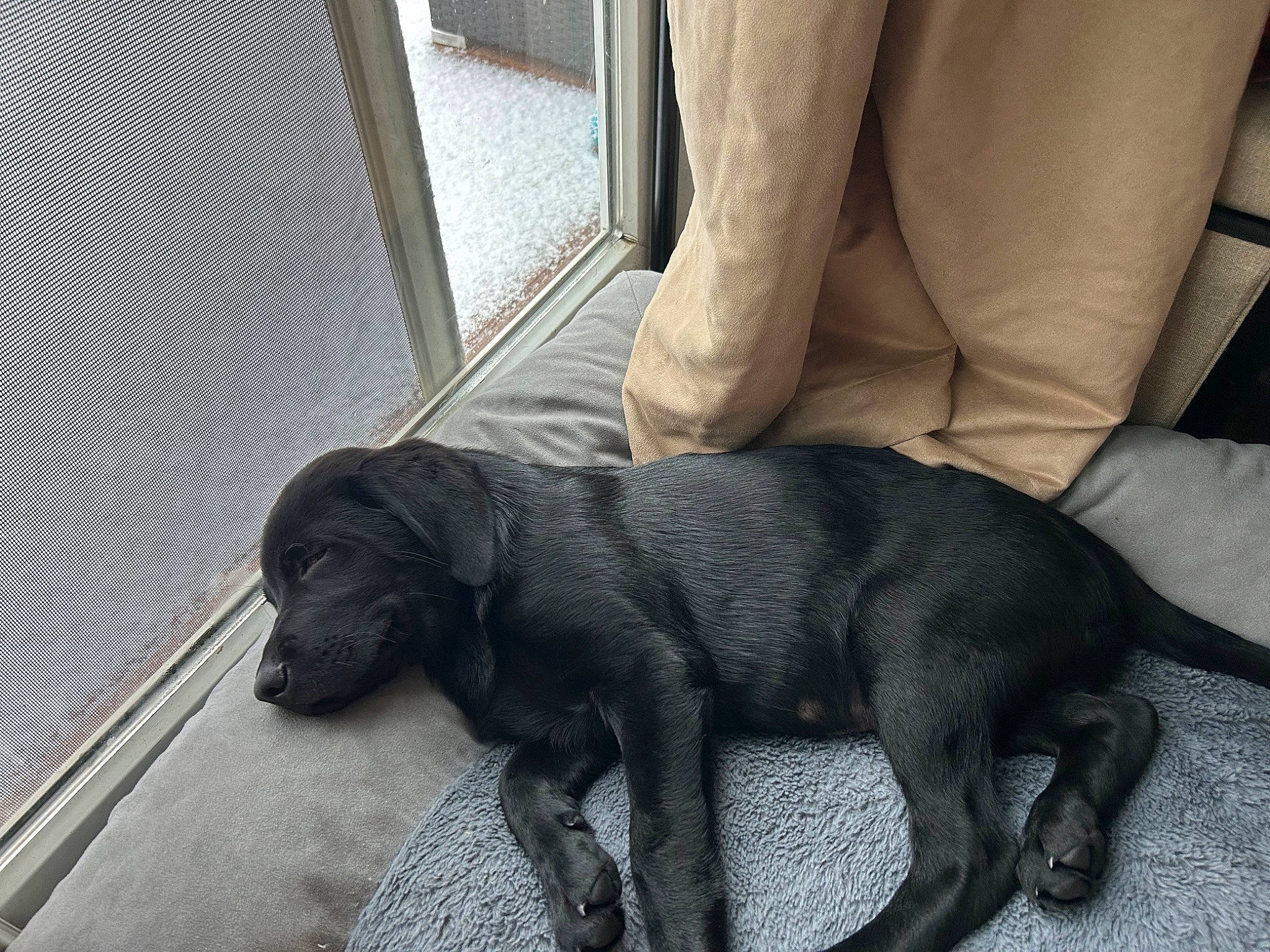 Otto is registered to the contest to win money with this photo: canidae, carnivore, claw, comfort, companion_dog, dog, dog_breed, fawn, flooring, fur, grey, gun_dog, liver, mammal, snout, sporting_group, tail, terrestrial_animal, vertebrate, working_animal