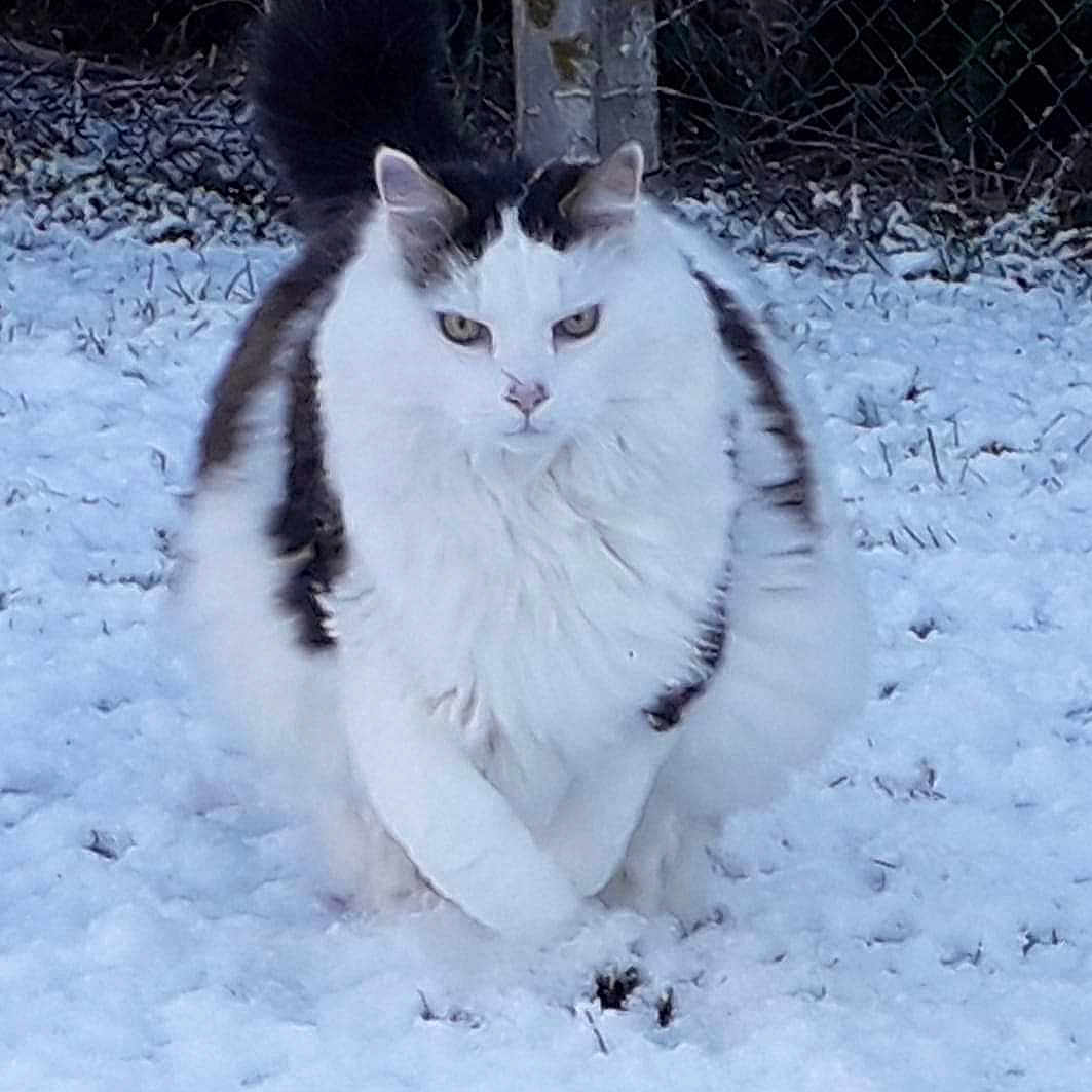 Attila a rejoint le concours — aidez-le/la à gagner de superbes lots ! angora, animal, canine, cat, dog, husky, ice, kitten, land, manx, nature, outdoors, pet, plant, snow, tree, vegetation, winter, woodland, yard