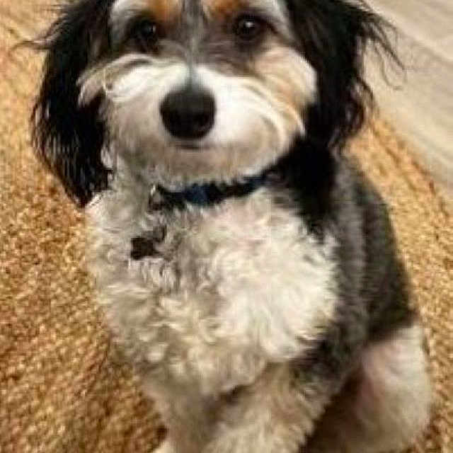 Blue is registered to the contest to win money with this photo: affenpinscher, animal, bison, canine, cockerspaniel, dog, hound, papillon, pet, poodle, puppy, snout, terrier