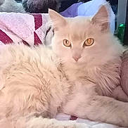 Tigger is registered to the contest to win money with this photo: cat, fluffy, cream_colored, quilt, red_and_white, indoor, pet, animal, fur, paw, relaxing, curious_eyes, close_up, cozy, soft_lighting, bed, feline, stretching, domestic_cat, looking_at_camera