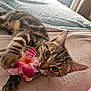 cat, kitten, tabby, flower, pink_flower, playing, lying_down, blanket, bed, indoor, pet, cute, fur, whiskers, paw, ears, close_up, cozy, soft_light, relaxed