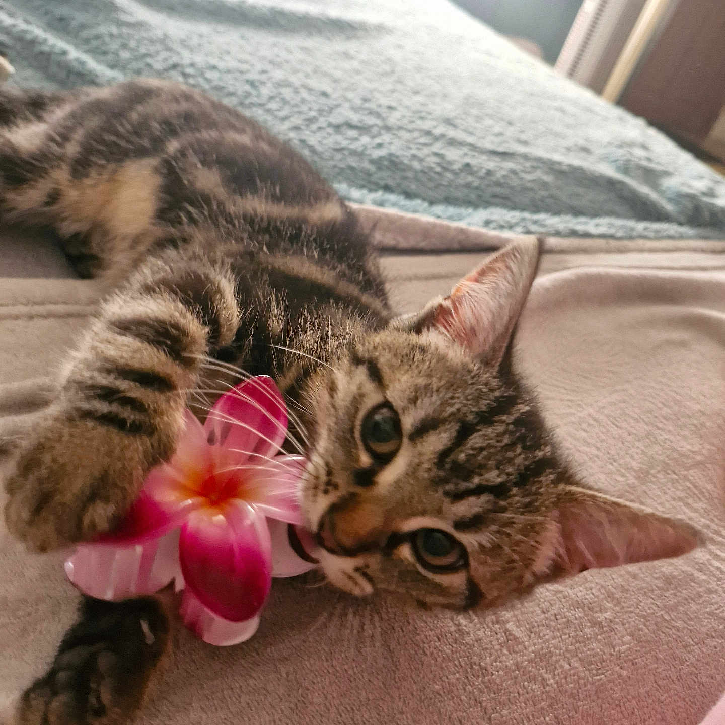 Simba participe au concours pour gagner de l'argent avec cette photo : bed, blanket, cat, close_up, cozy, cute, ears, flower, fur, indoor, kitten, lying_down, paw, pet, pink_flower, playing, relaxed, soft_light, tabby, whiskers
