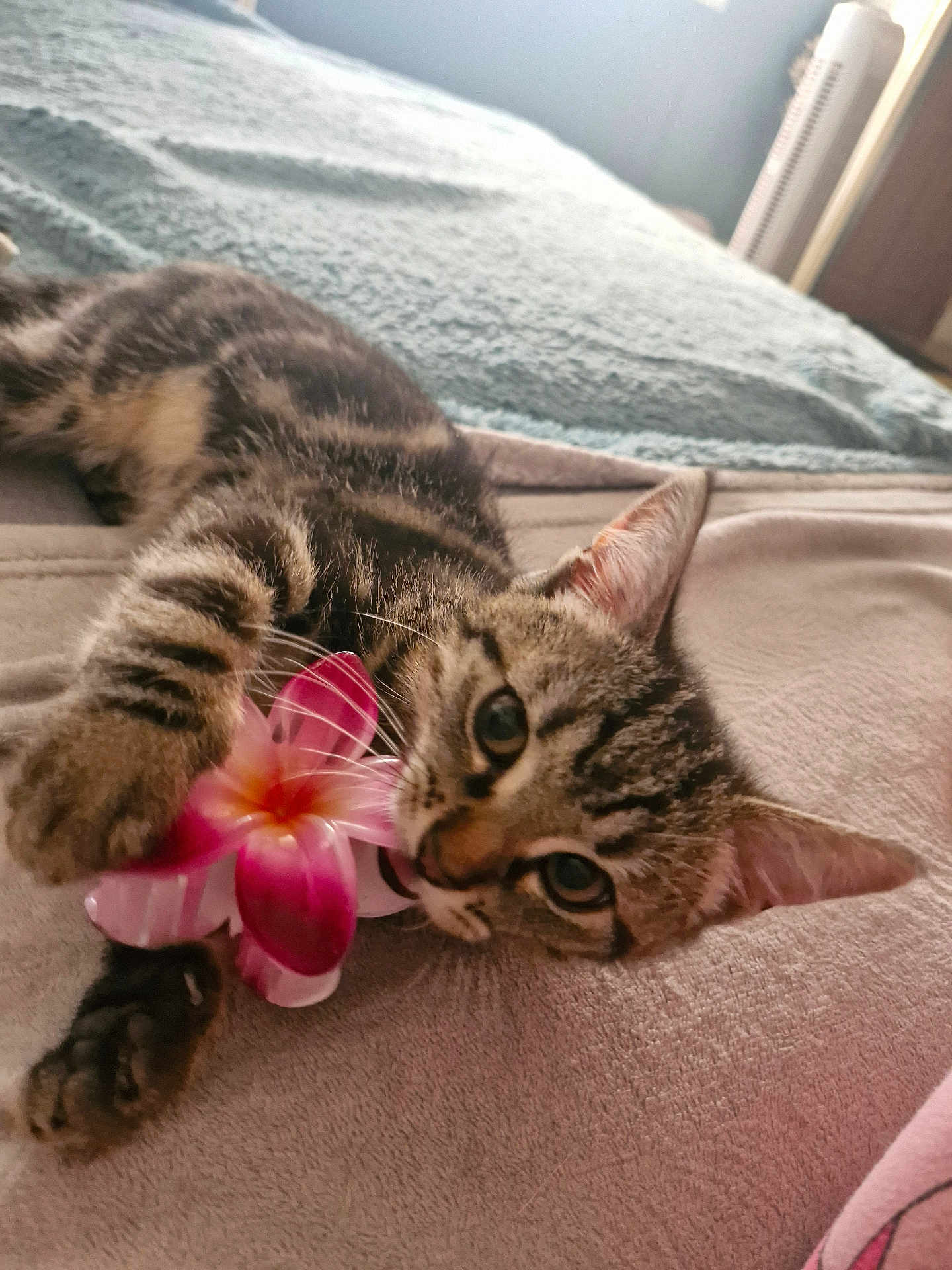 Simba participe au concours pour gagner de l'argent avec cette photo : cat, kitten, tabby, flower, pink_flower, playing, lying_down, blanket, bed, indoor, pet, cute, fur, whiskers, paw, ears, close_up, cozy, soft_light, relaxed
