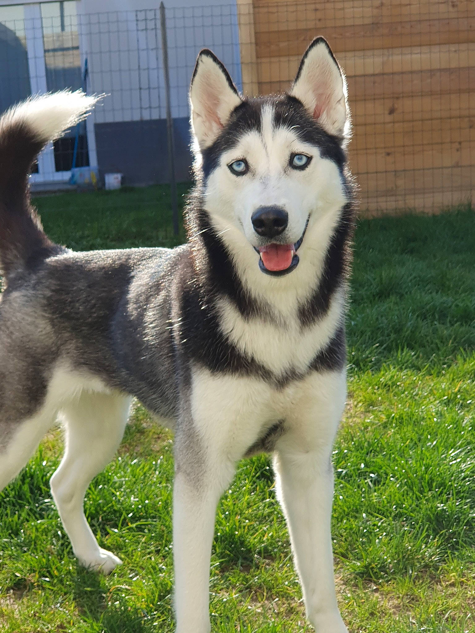 Shanna participe au concours pour gagner de l'argent avec cette photo : alaskan_malamute, canadian_eskimo_dog, canidae, carnivore, dog, dog_breed, east_siberian_laika, greenland_dog, jamthund, mammal, native_american_indian_dog, northern_inuit_dog, saarloos_wolfdog, sakhalin_husky, seppala_siberian_sleddog, siberian_husky, sled_dog, tamaskan_dog, vertebrate, wolfdog