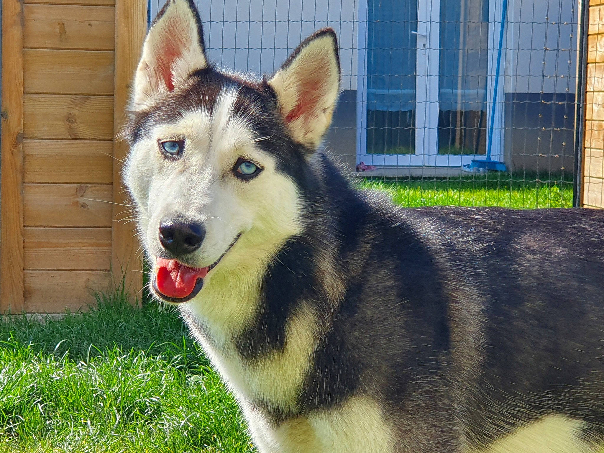 Shanna a rejoint le concours — aidez-le/la à gagner de superbes lots ! alaskan_malamute, canadian_eskimo_dog, canidae, carnivore, czechoslovakian_wolfdog, dog, dog_breed, east_siberian_laika, jamthund, mammal, native_american_indian_dog, northern_inuit_dog, saarloos_wolfdog, sakhalin_husky, seppala_siberian_sleddog, siberian_husky, sled_dog, tamaskan_dog, vertebrate, wolfdog
