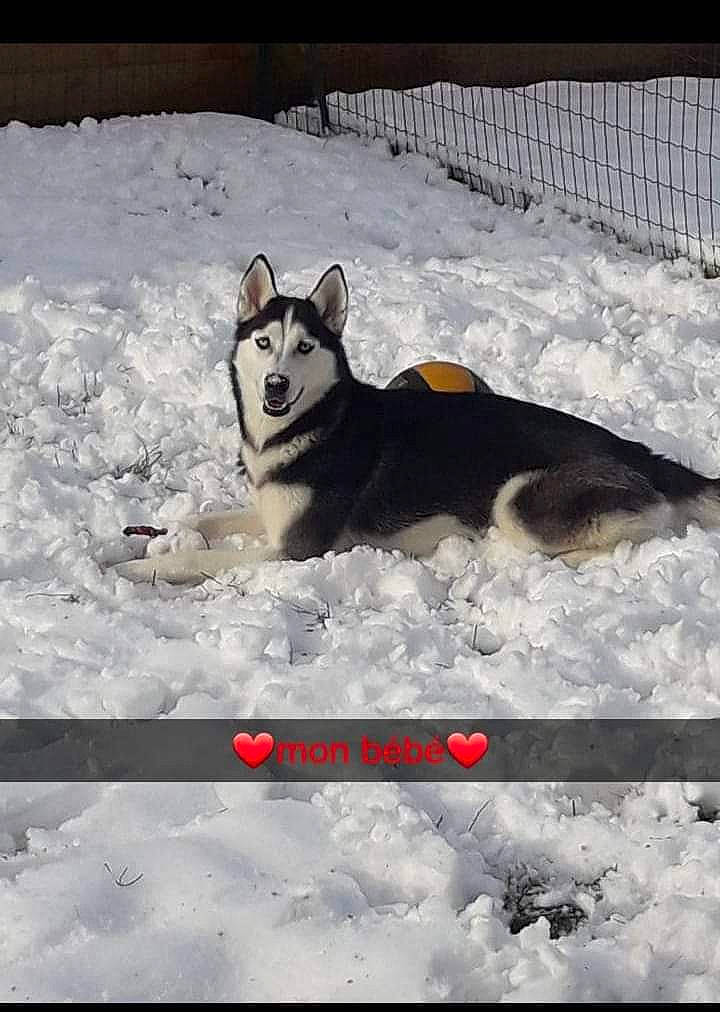 Shanna participe au concours pour gagner de l'argent avec cette photo : alaskan_klee_kai, alaskan_malamute, canidae, carnivore, dog, dog_breed, mammal, miniature_siberian_husky, native_american_indian_dog, northern_inuit_dog, sakhalin_husky, seppala_siberian_sleddog, siberian_husky, sled_dog, snow, tamaskan_dog, vertebrate, winter, wolfdog, working_dog