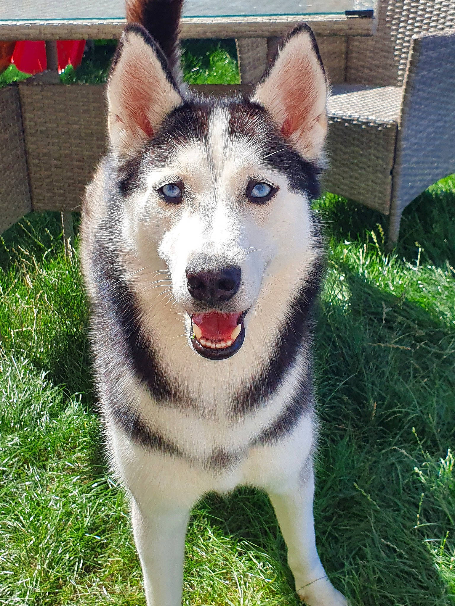 Shanna participe au concours pour gagner de l'argent avec cette photo : alaskan_malamute, canadian_eskimo_dog, canidae, carnivore, czechoslovakian_wolfdog, dog, dog_breed, east_siberian_laika, mammal, native_american_indian_dog, northern_inuit_dog, saarloos_wolfdog, sakhalin_husky, seppala_siberian_sleddog, siberian_husky, sled_dog, tamaskan_dog, vertebrate, west_siberian_laika, wolfdog