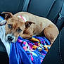 Ruby a rejoint le concours — aidez-le/la à gagner de superbes lots ! dog, brown_dog, blanket, car_seat, backseat, pet, animal, resting, curious_look, indoors, seatbelt, comfort, cozy, canine, domestic_animal, relaxed, fur, ears, face, lying_down