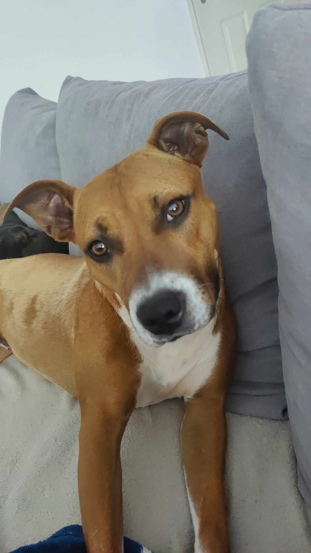 Ruby a rejoint le concours — aidez-le/la à gagner de superbes lots ! dog, brown_dog, white_chest, couch, grey_cushions, indoor, pet, canine, ears_up, curious, looking_at_camera, fur, friendly, domestic_animal, relaxed, living_room, animal, companion, close_up, portrait