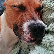 Ruby participe au concours pour gagner de l'argent avec cette photo : dog, sleeping, close_up, brown, white, blanket, cozy, nap, pet, fur, snout, ear, indoor, resting, cute, peaceful, animal, soft_texture, relaxation, companion