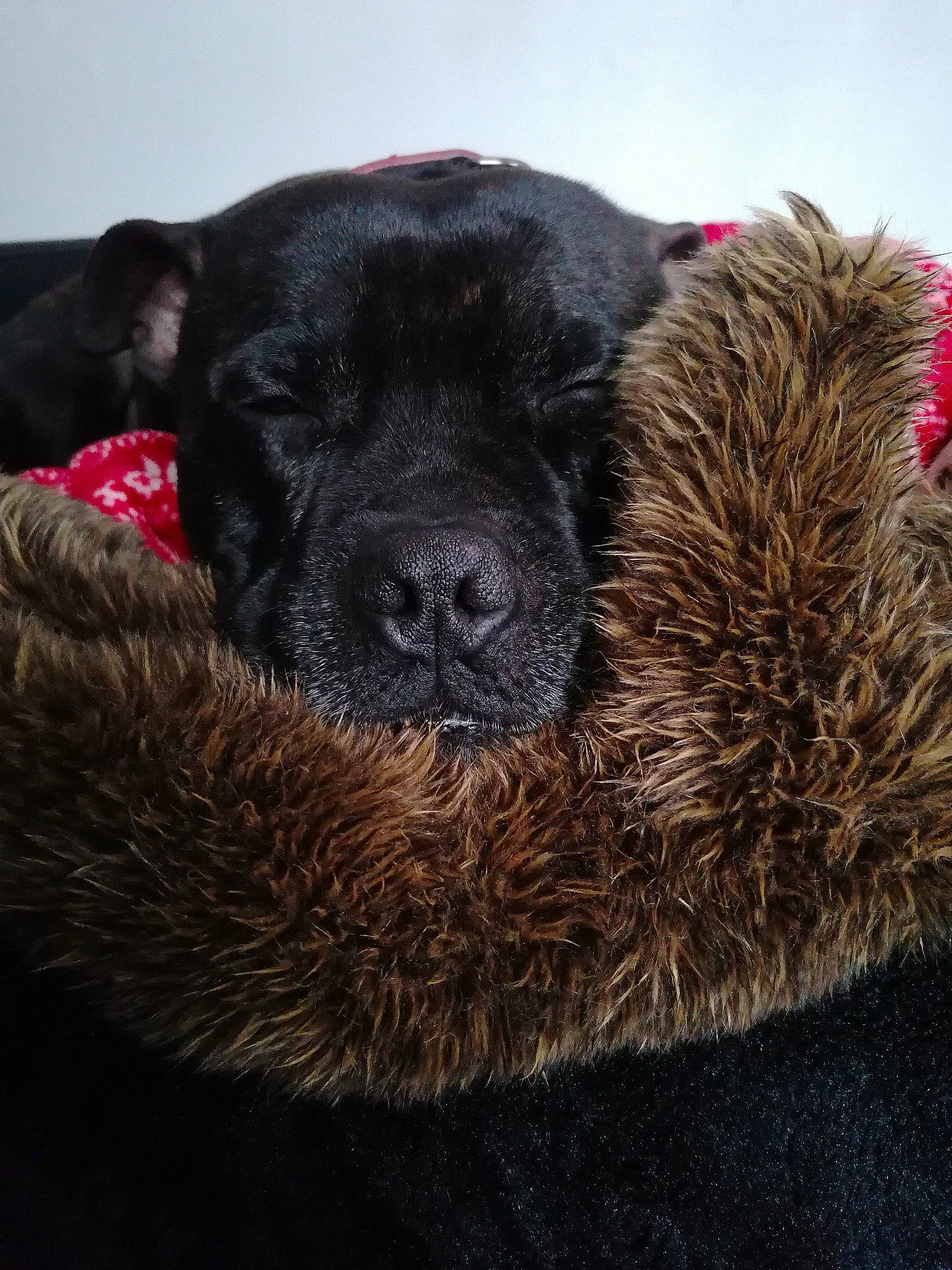 Luky a rejoint le concours — aidez-le/la à gagner de superbes lots ! canidae, carnivore, dog_breed, fur, grass, liver, natural_material, paw, snout, sporting_group, terrestrial_animal, wildlife, wool, working_animal