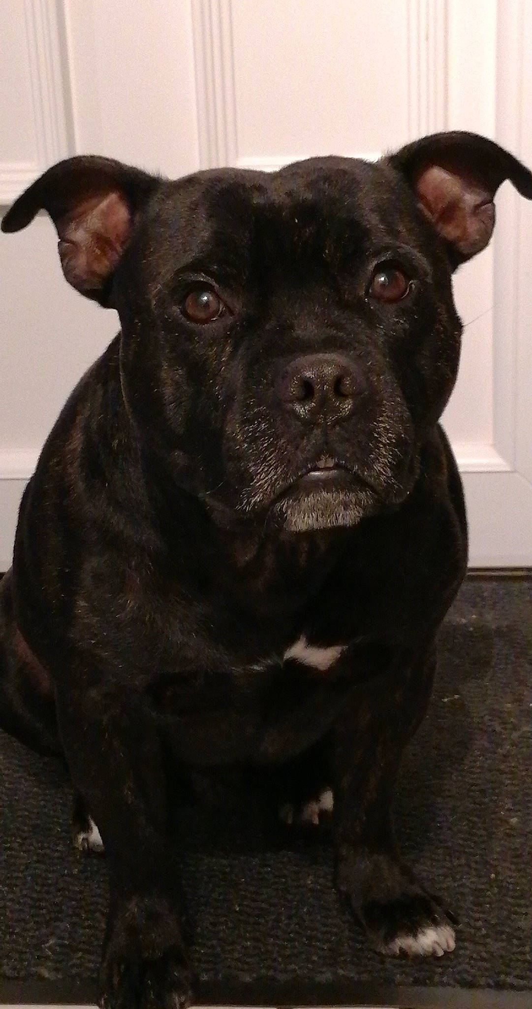 Luky participe au concours pour gagner de l'argent avec cette photo : ancient_dog_breeds, borador, canidae, carnivore, companion_dog, dog, dog_breed, fawn, fur, guard_dog, liver, molosser, non_sporting_group, puppy, snout, sporting_group, terrestrial_animal, whiskers, working_animal, working_dog