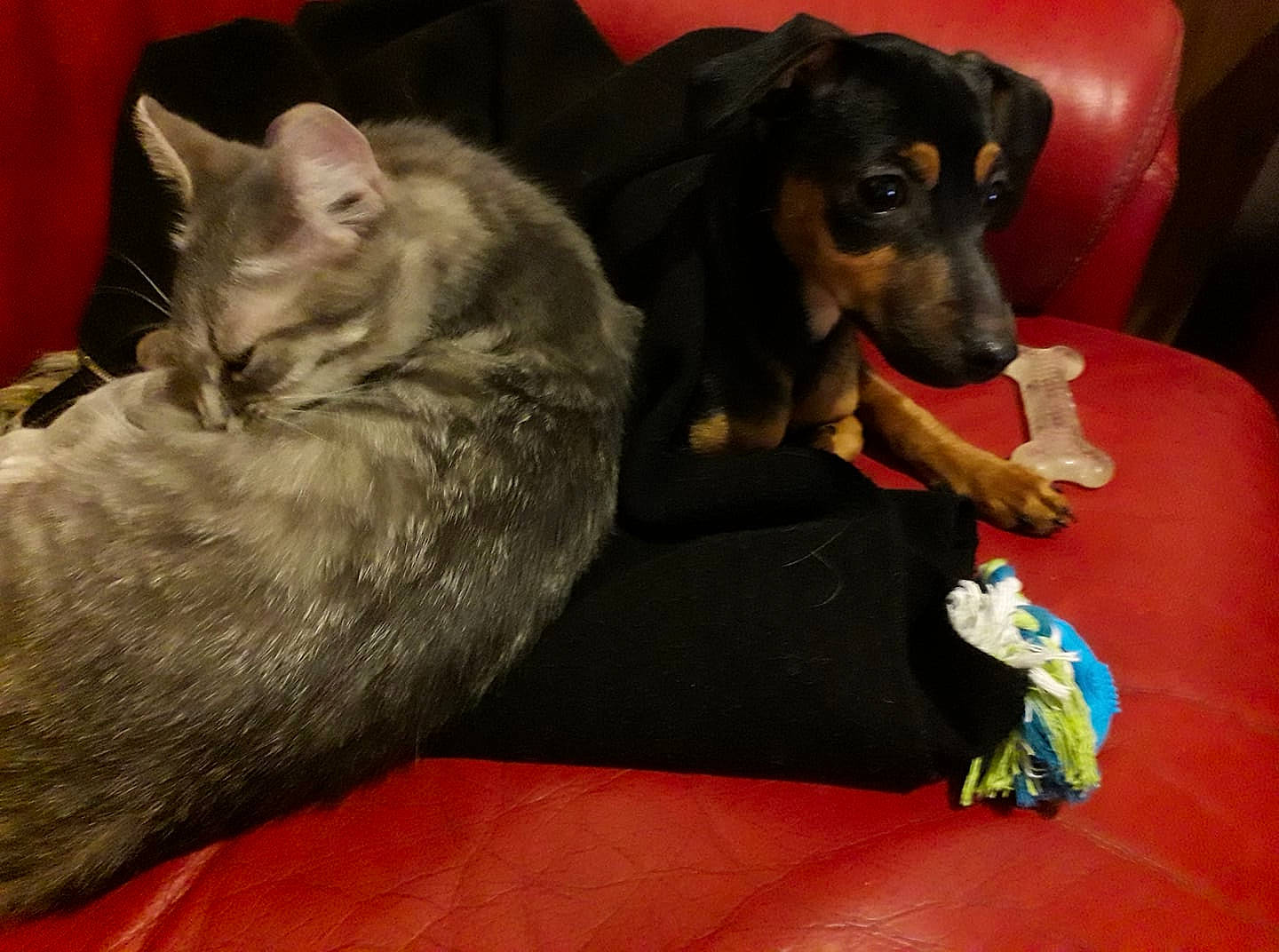 Loly a rejoint le concours — aidez-le/la à gagner de superbes lots ! canidae, carnivore, cat, companion_dog, dachshund, dog, dog_breed, mammal, vertebrate, whiskers