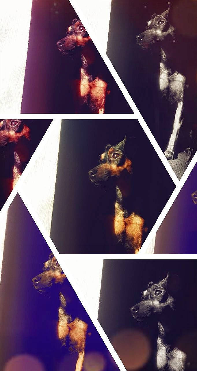 Loly participe au concours pour gagner de l'argent avec cette photo : art, collage, dobermann, fictional_character, german_shepherd_dog, hand, photograph, photography, sky, snapshot