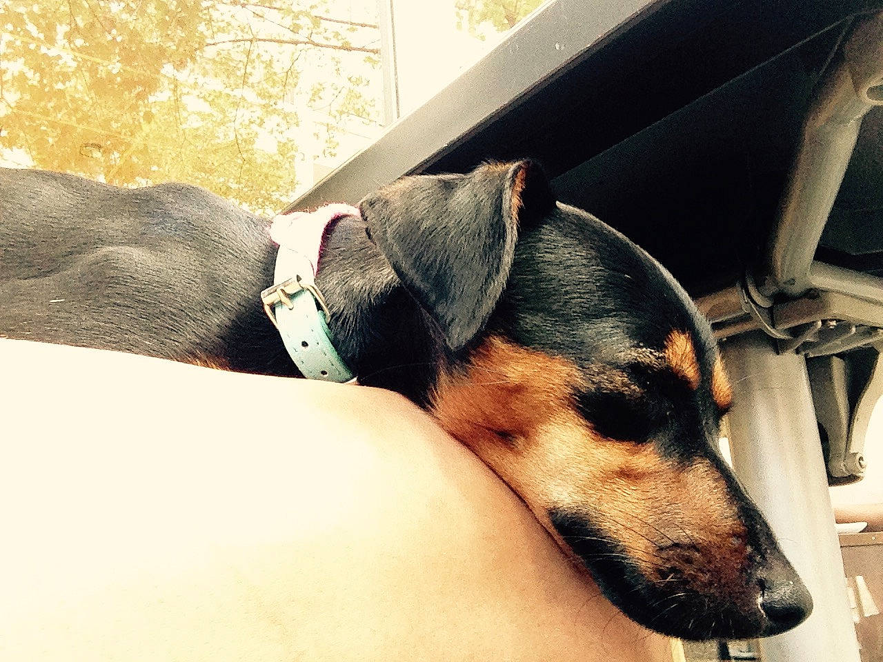 Loly participe au concours pour gagner de l'argent avec cette photo : canidae, carnivore, collar, dobermann, dog, dog_breed, dog_collar, ear, eye, fox_terrier, guard_dog, love, snout