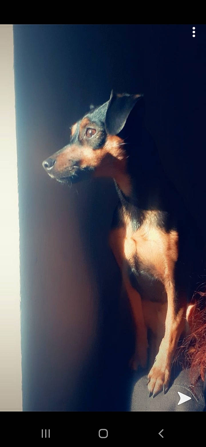 Loly participe au concours pour gagner de l'argent avec cette photo : canidae, carnivore, dog, dog_breed, english_toy_terrier, fawn, ibizan_hound, italian_greyhound, mammal, peruvian_hairless_dog, toy_dog, toy_manchester_terrier, whippet