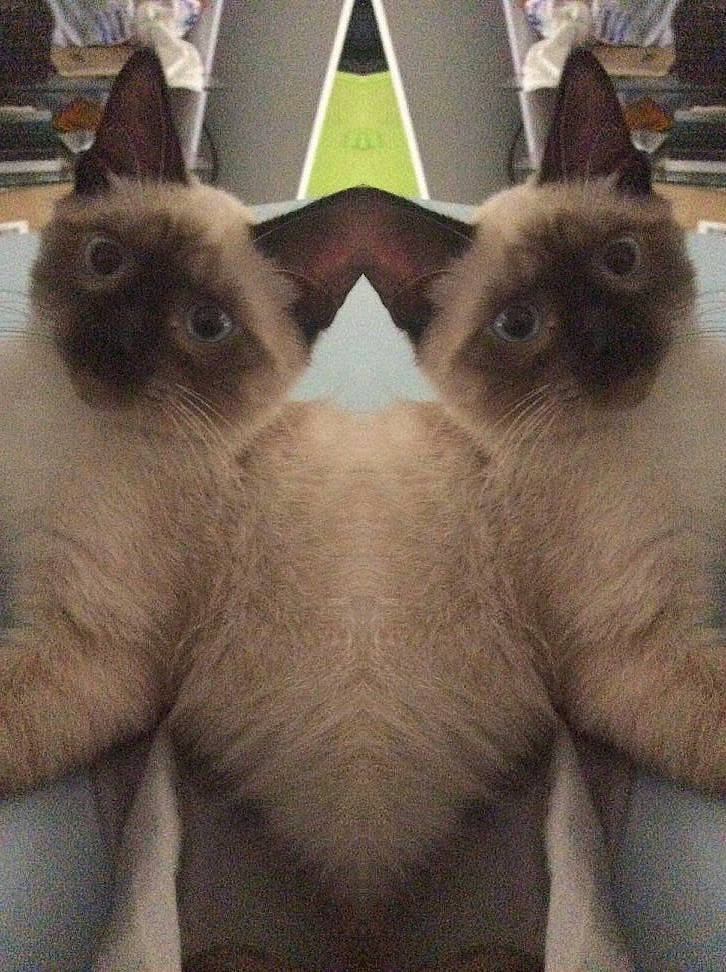 Oracio participe au concours pour gagner de l'argent avec cette photo : balinese, birman, carnivore, cat, fawn, felidae, fur, himalayan, kitten, mammal, ragdoll, siamese, small_to_medium_sized_cats, snowshoe, thai, tonkinese, whiskers