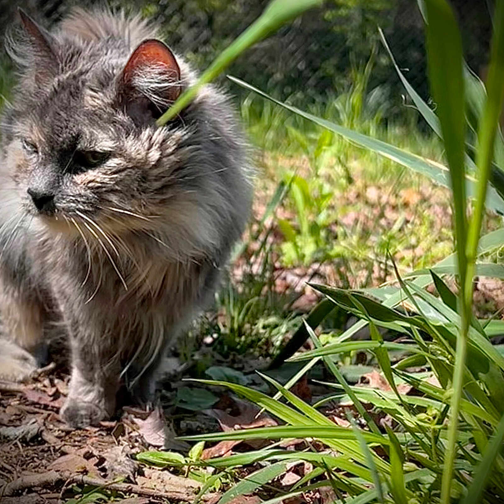 Missy is registered to the contest to win money with this photo: angora, animal, backyard, cat, field, flower, grass, herbal, herbs, kitten, leaf, manx, nature, outdoors, pet, plant, pottedplant, soil, vegetation, yard