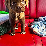 Max joined the competition — help win amazing prizes! puppy, dog, brown, white_paws, car_seat, red_leather, blanket, curious, pet, animal, indoor, close_up, cute, young, fur, four_legs, seatbelt, seat, companion, domestic_animal